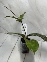 C-214 previously vitellinoides