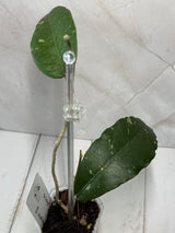 E-251 Bur Jerango