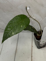 E-251 Bur Jerango