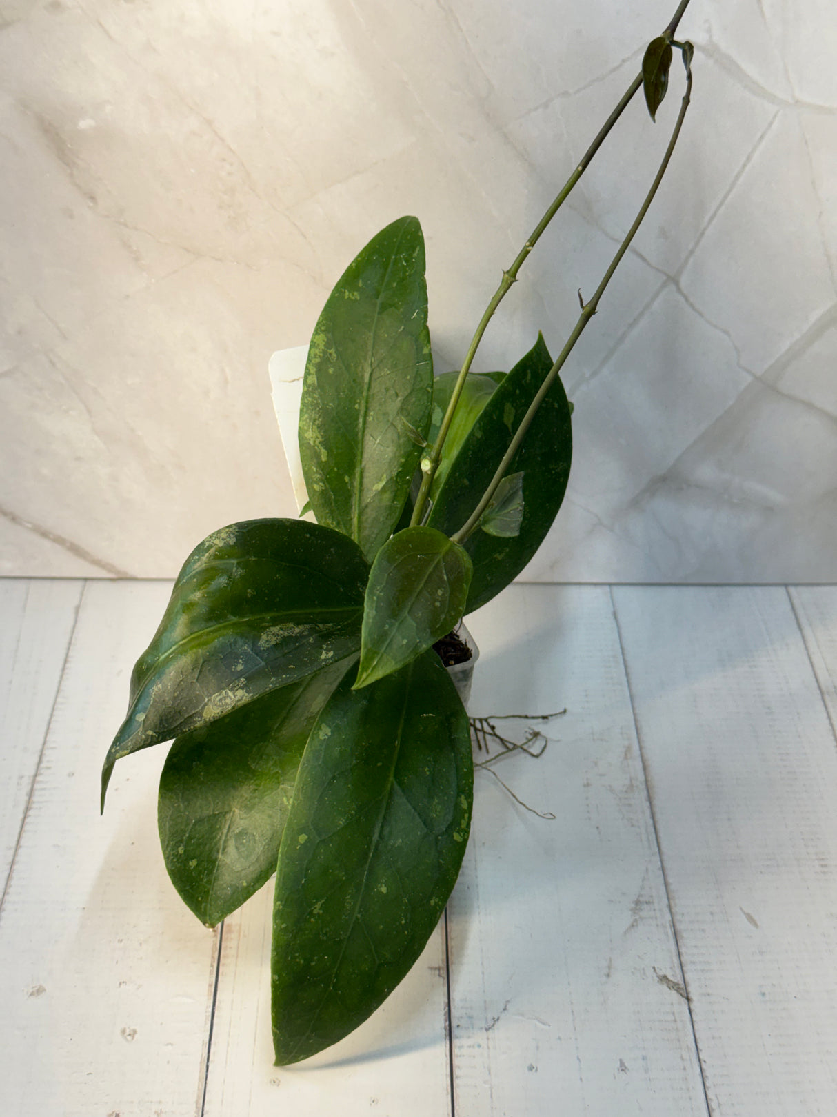 E-451 RHM2459 LS012-11 (clemensiorum x UNK)