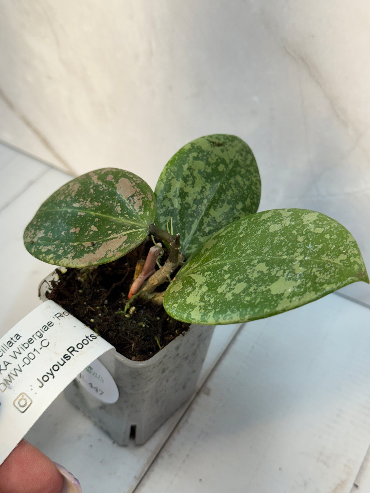 E-447 verticillata (FKA Wibergiae 'Round Leaf’) DMW-001-C