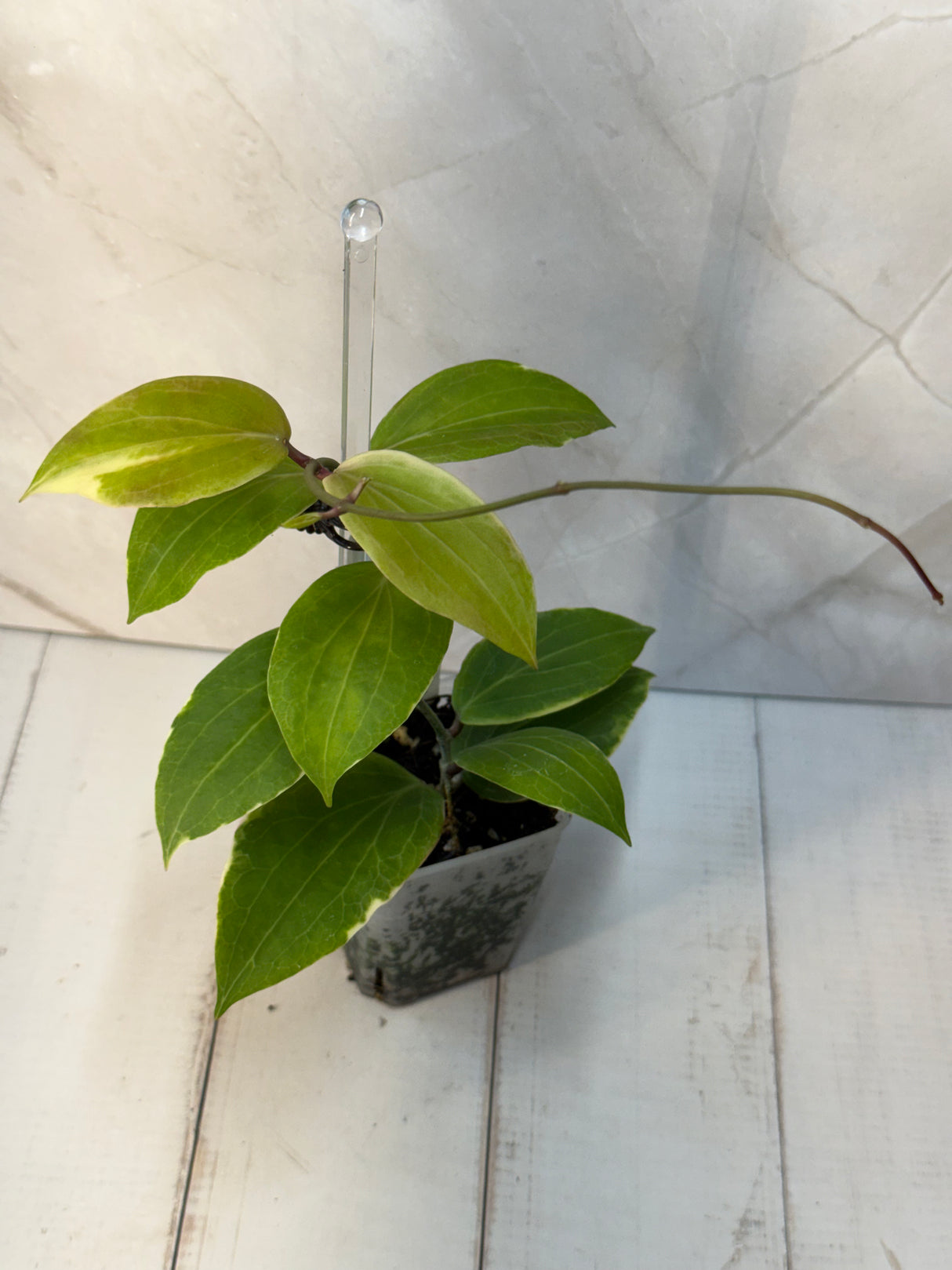 D-530 camphorifolia (outer variegated)
