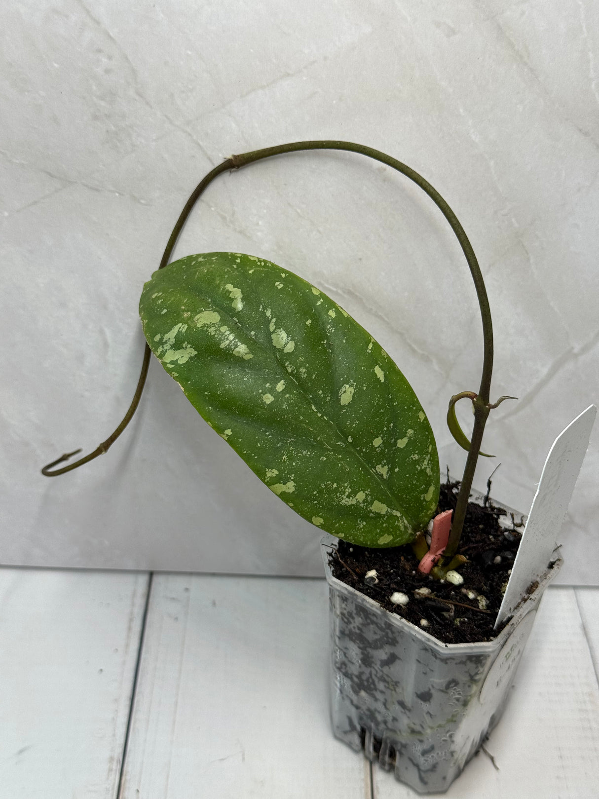 E-454 vitellinoides (Bengkulu)