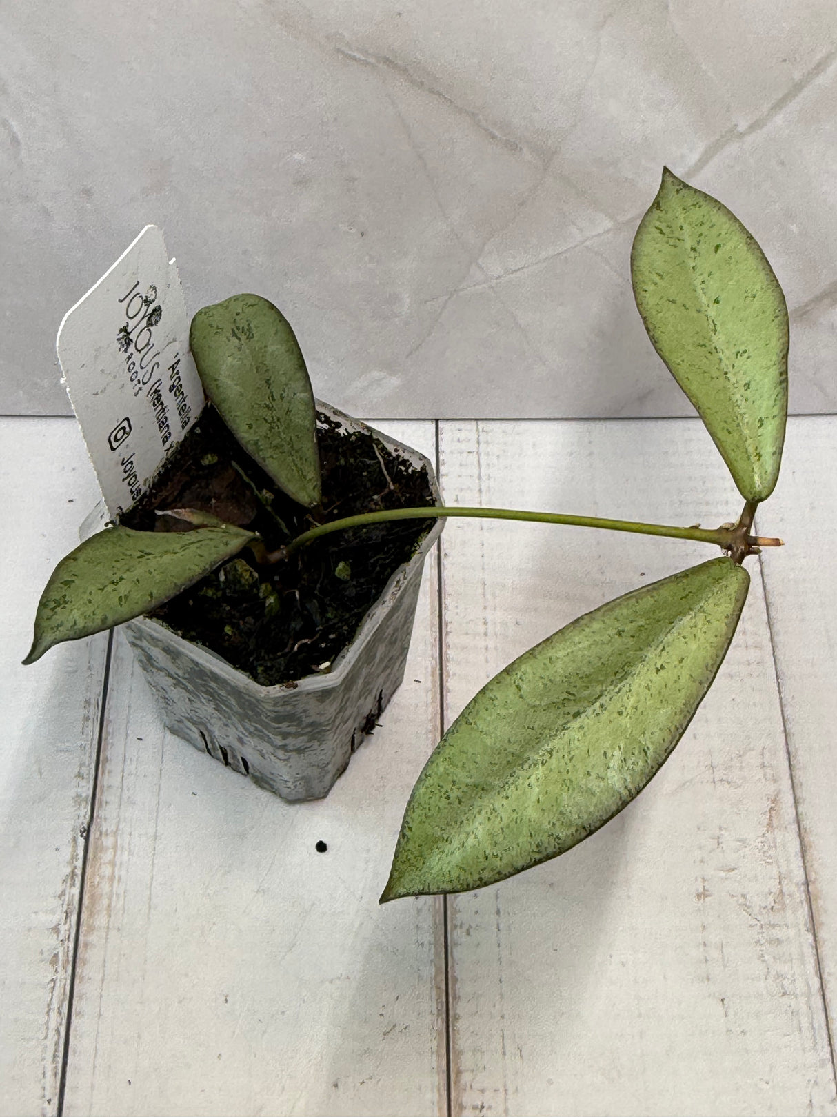 E-457 'Argentella Luna'  (kentiana x lamingtoniae)