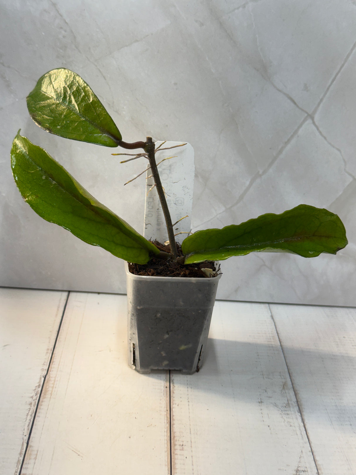 E-460 LP010 (erythrina x sp. Estrella Waterfalls)