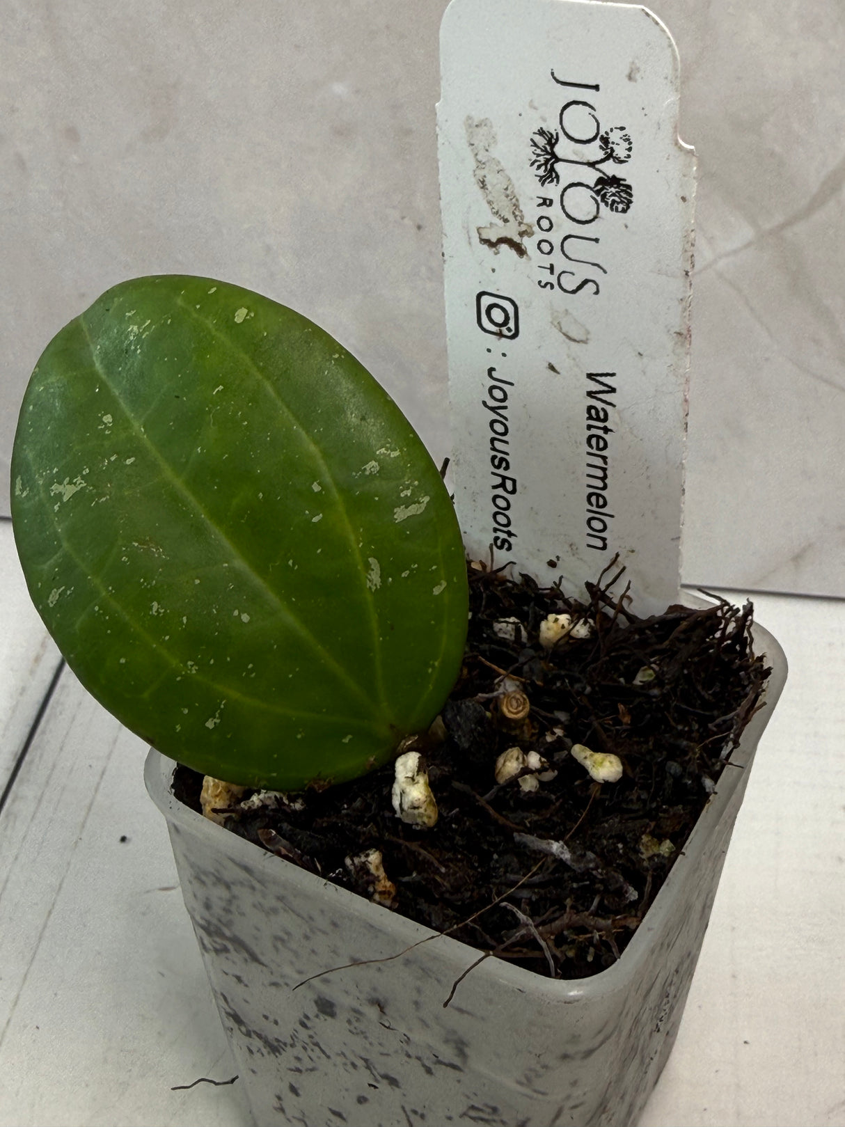 E-463 watermelon