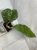 E-466 sp. Aceh Exotica