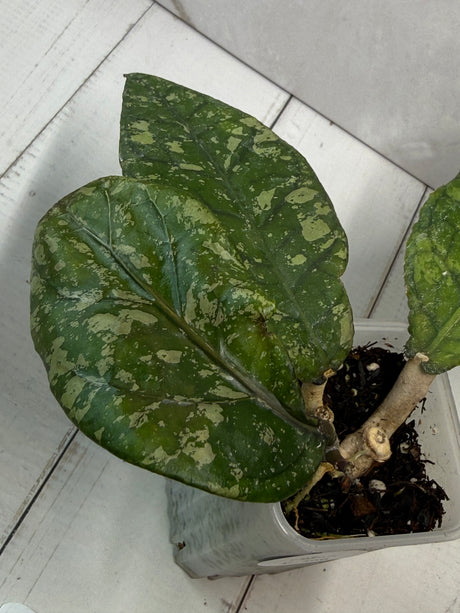 E-466 sp. Aceh Exotica