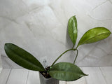 E-482 griffithii (silver, clone 1)
