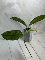 E-482 griffithii (silver, clone 1)