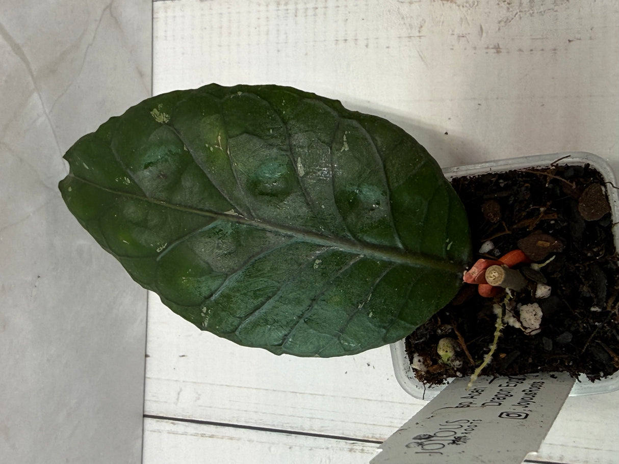 E-479 sp. Aceh Dragon Egg