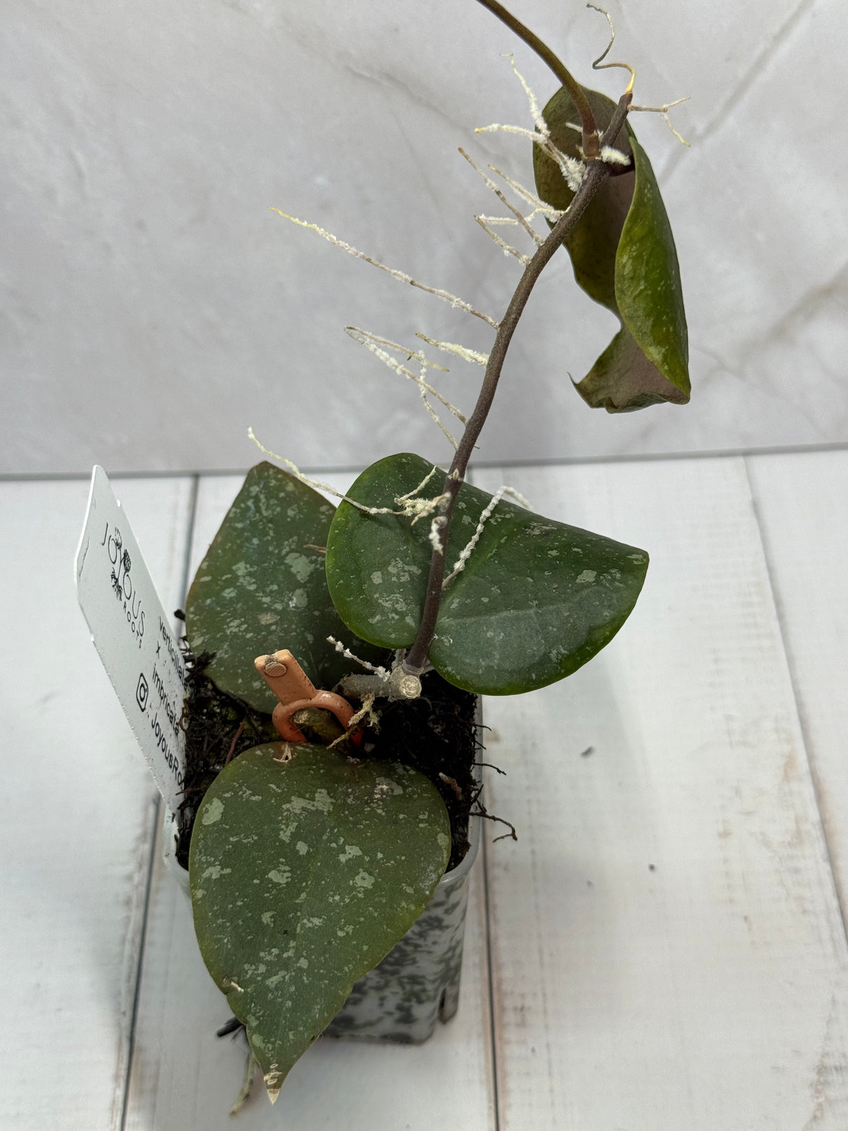 E-480 verticillata x imbricata