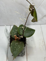 E-480 verticillata x imbricata