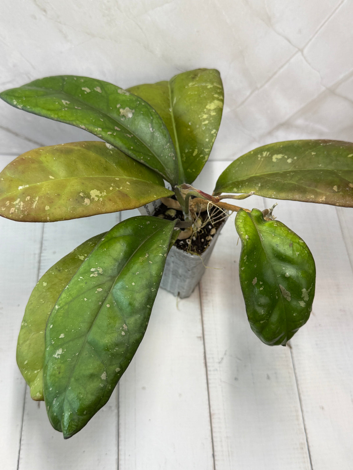 E-469 Leoensis