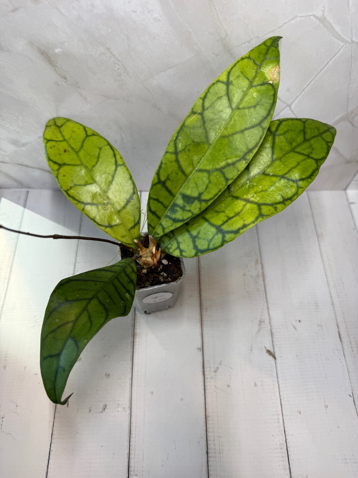 E-470 callistophylla AR17