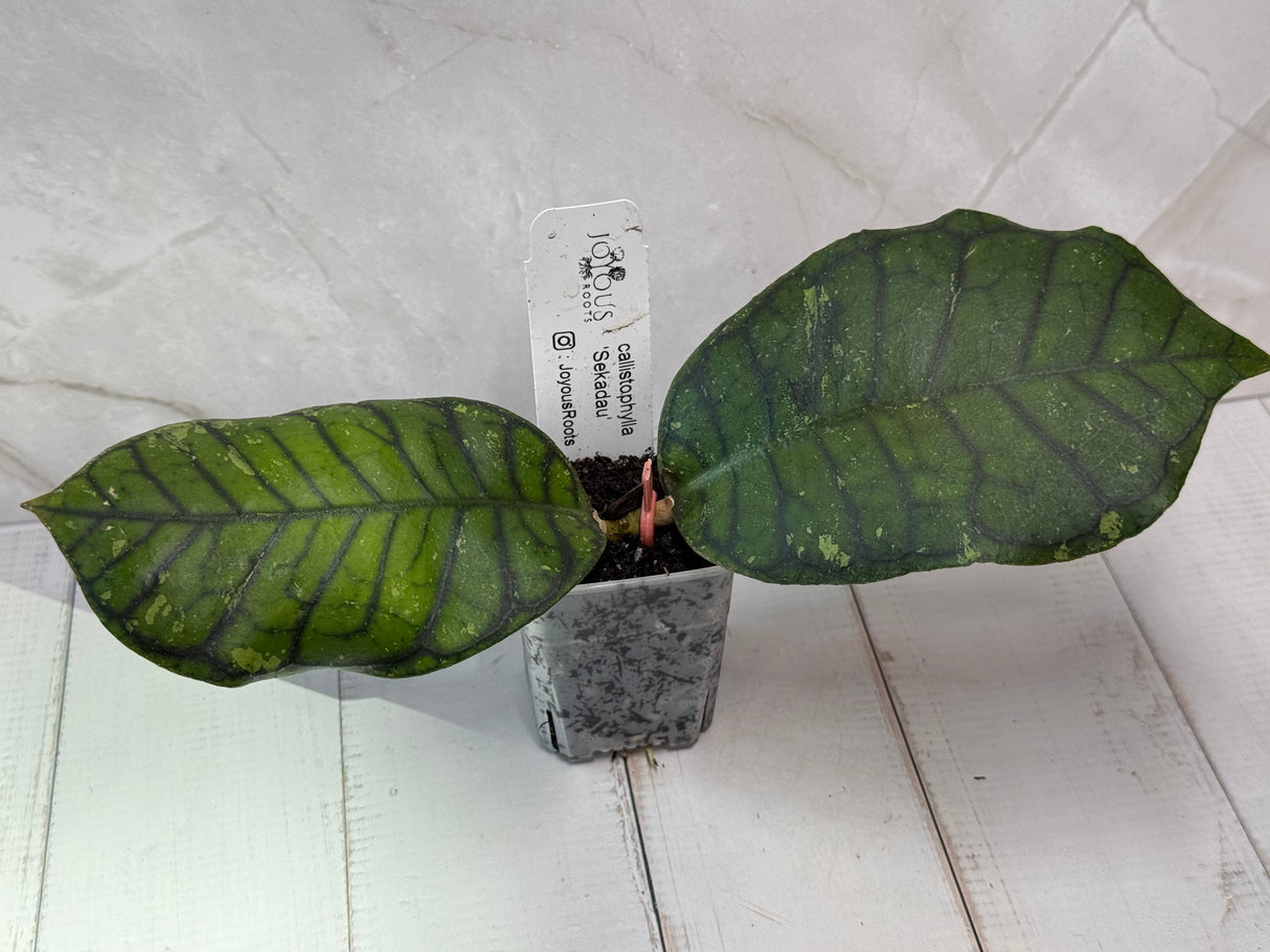 E-471 callistophylla 'Sekadau'