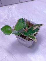 E-652 lacunosa 'Asami" (outer var. clone 1)