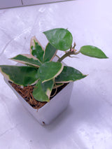 E-652 lacunosa 'Asami" (outer var. clone 1)