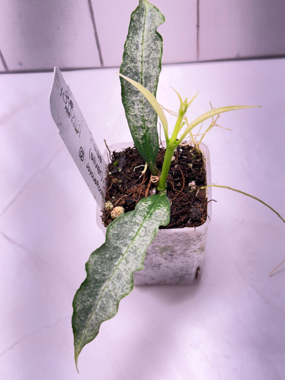 WE-656 irisiae (silver)