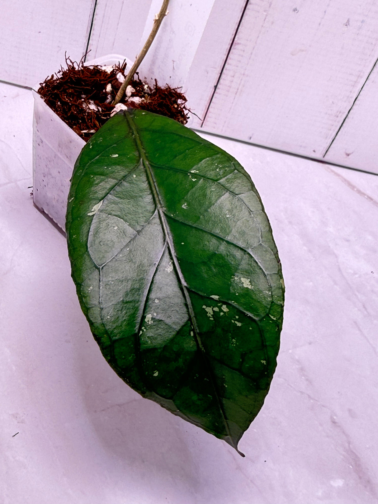E-657 sp. Gumpang 'Elephant Trunk"