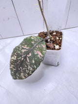 E-646 sp. aceh Bur Perlak 'Spilled Rice'