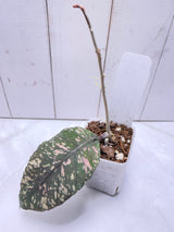 E-646 sp. aceh Bur Perlak 'Spilled Rice'