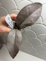 E-640 mitrata (Borneo, silver)