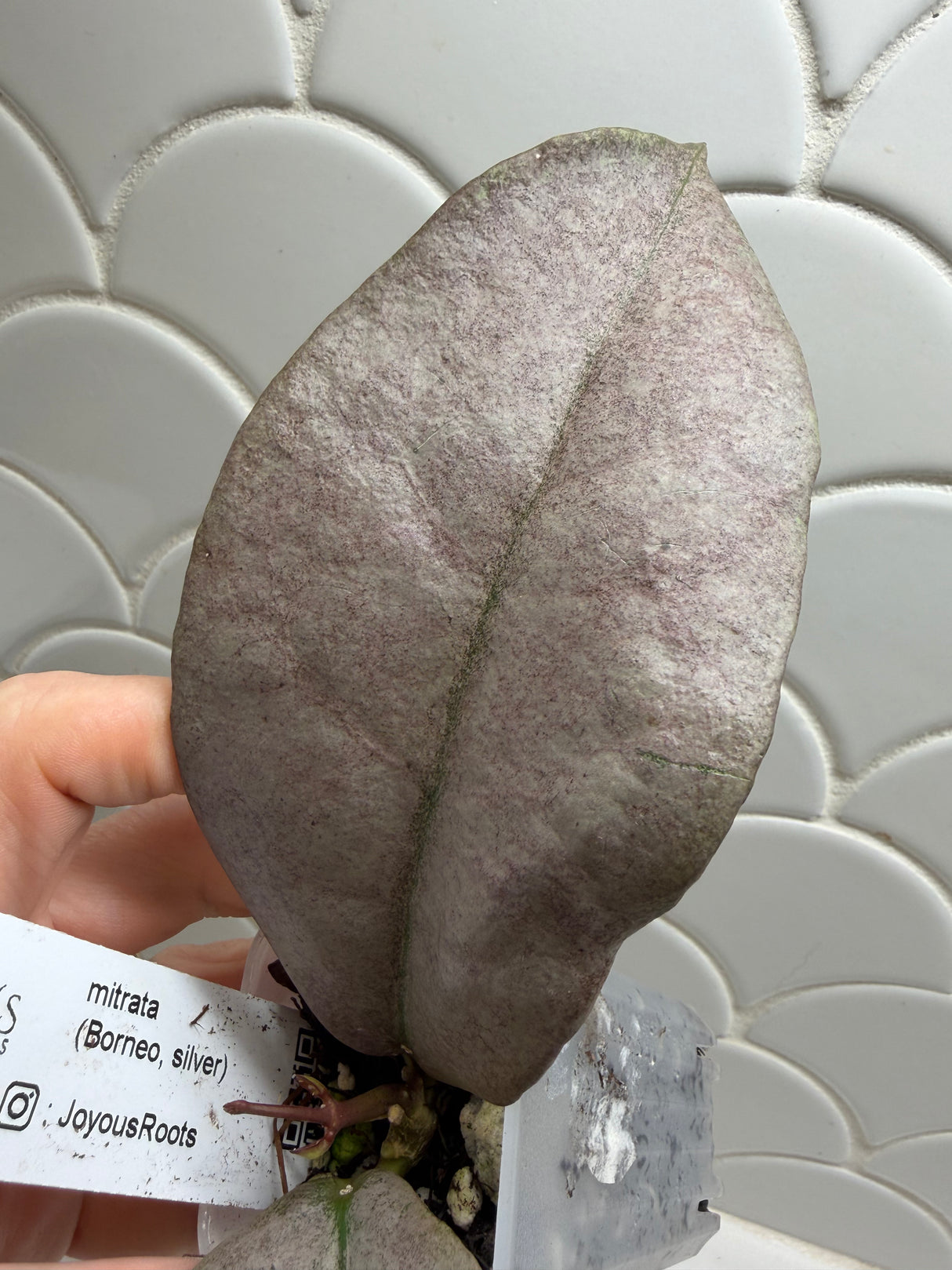 E-640 mitrata (Borneo, silver)