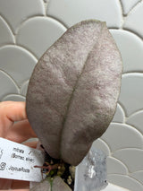 E-640 mitrata (Borneo, silver)