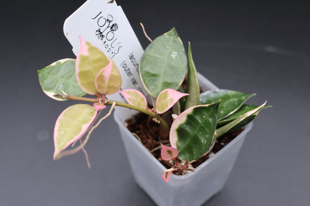 lacunosa 'Asami' (outer var. clone 1) -WE-699