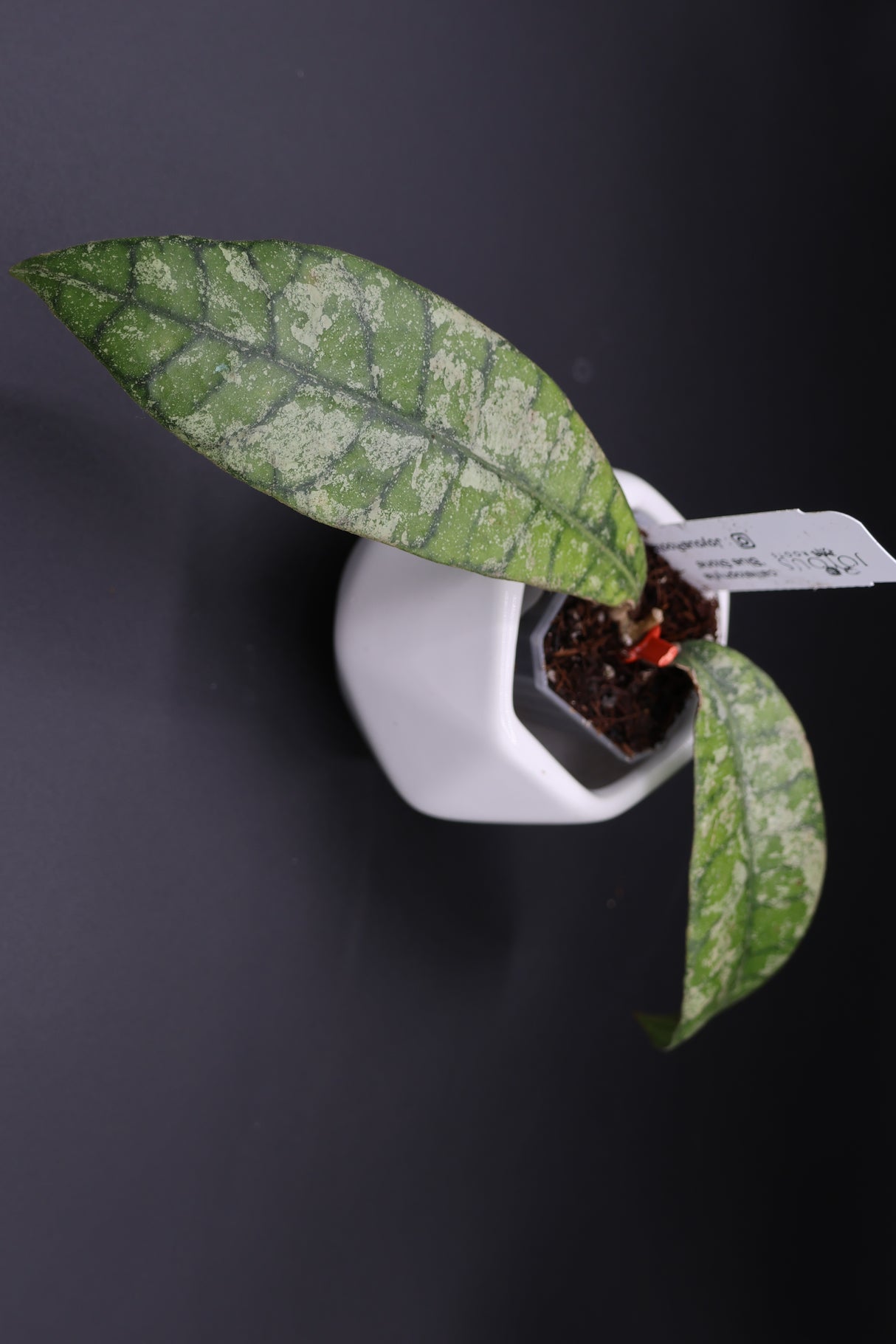 callistophylla 'Blue Stone' -WE-698