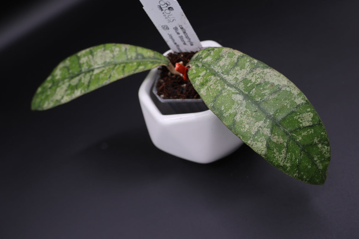 callistophylla 'Blue Stone' -WE-698