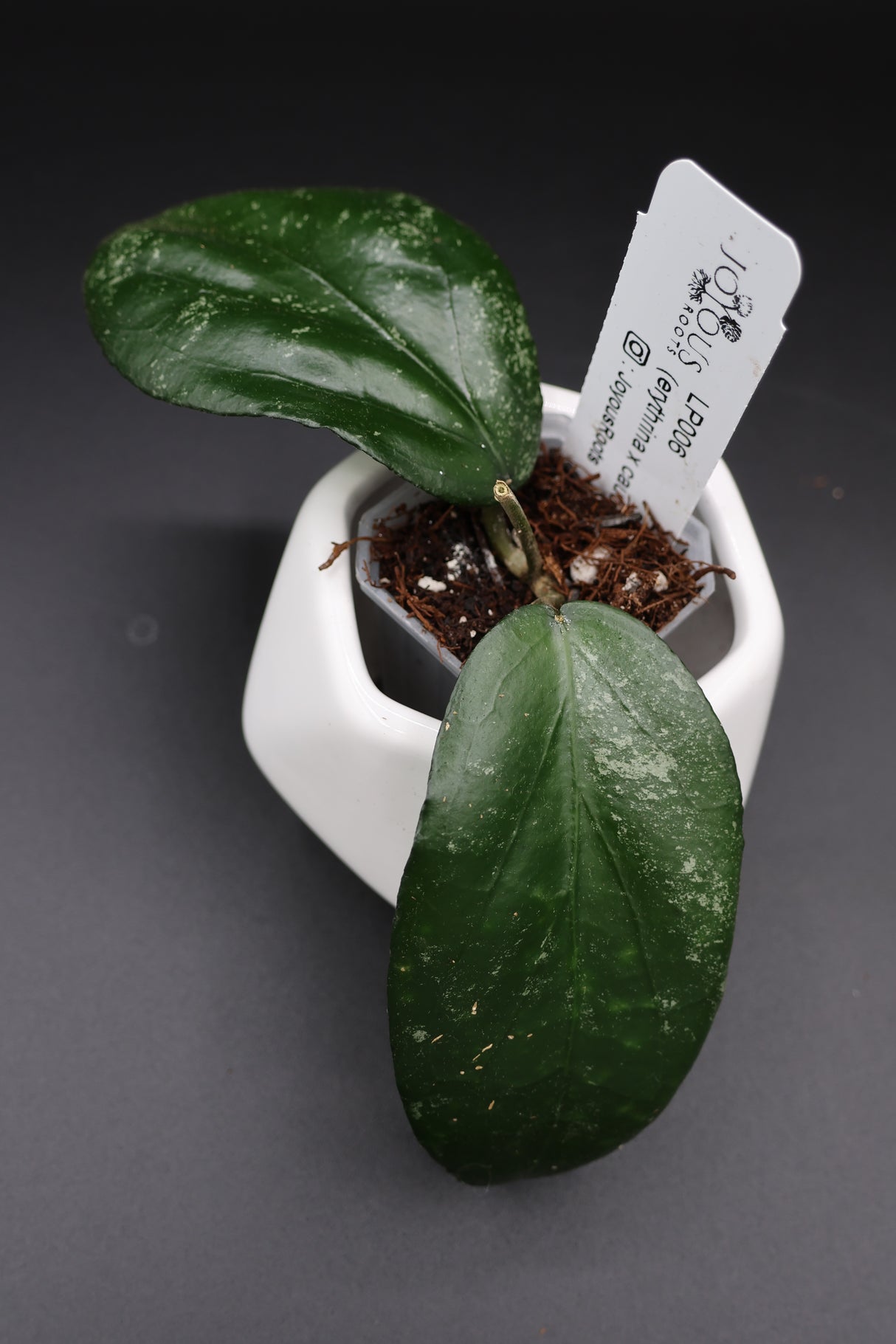 LP006 (erythrina x caudata) -WE-701