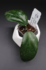 LP006 (erythrina x caudata) -WE-701