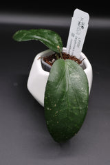 LP006 (erythrina x caudata) -WE-701