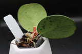 obovata (super splash) -WE-702