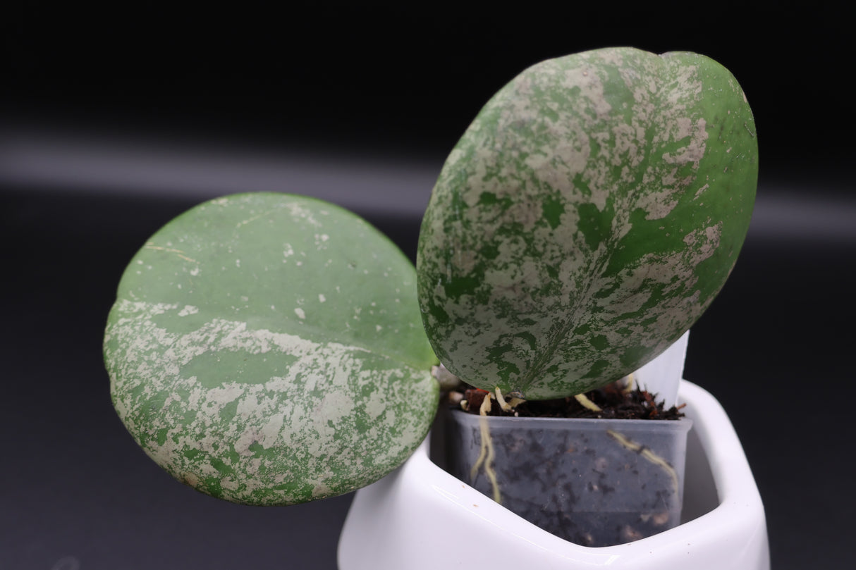 obovata (super splash) -WE-702