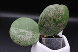 obovata (super splash) -WE-702