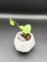 'Ellira' (silver elliptica x Glabra) - WE-707