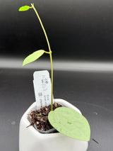 'Ellira' (silver elliptica x Glabra) - WE-707
