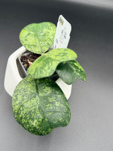 deykeae 'Morning Dew' -WE-704