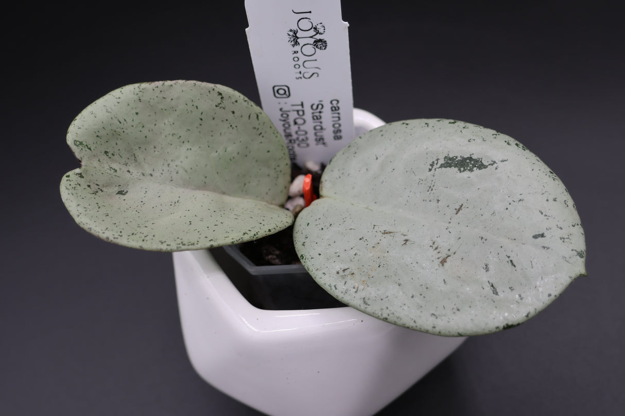 carnosa 'Stardust' TPQ-030 -WE-716