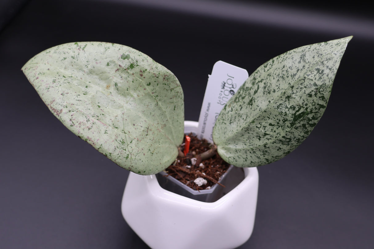 Glabra (Gin, silver) - WE-717