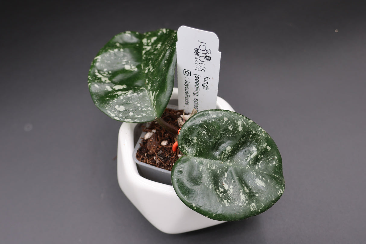 fungii (seedling, splash) -WE-723