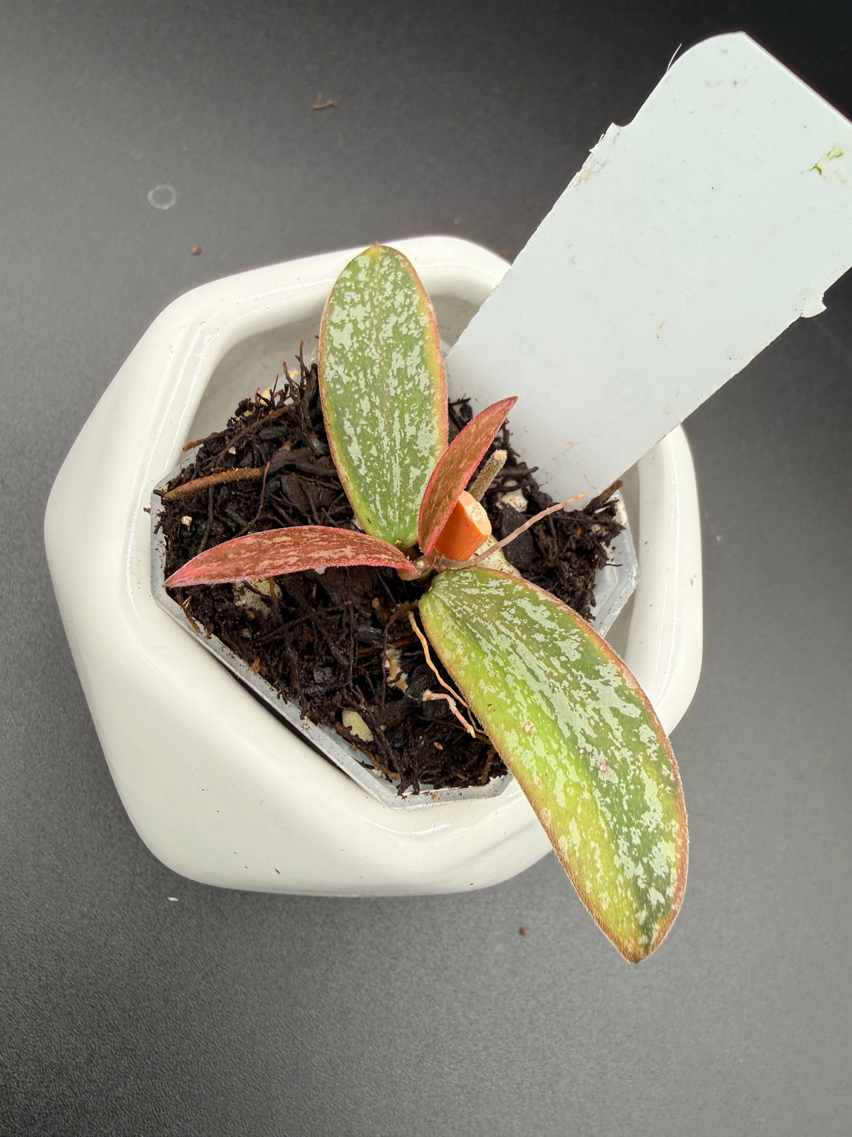 Sigilatus Outer Variegated -WE-720