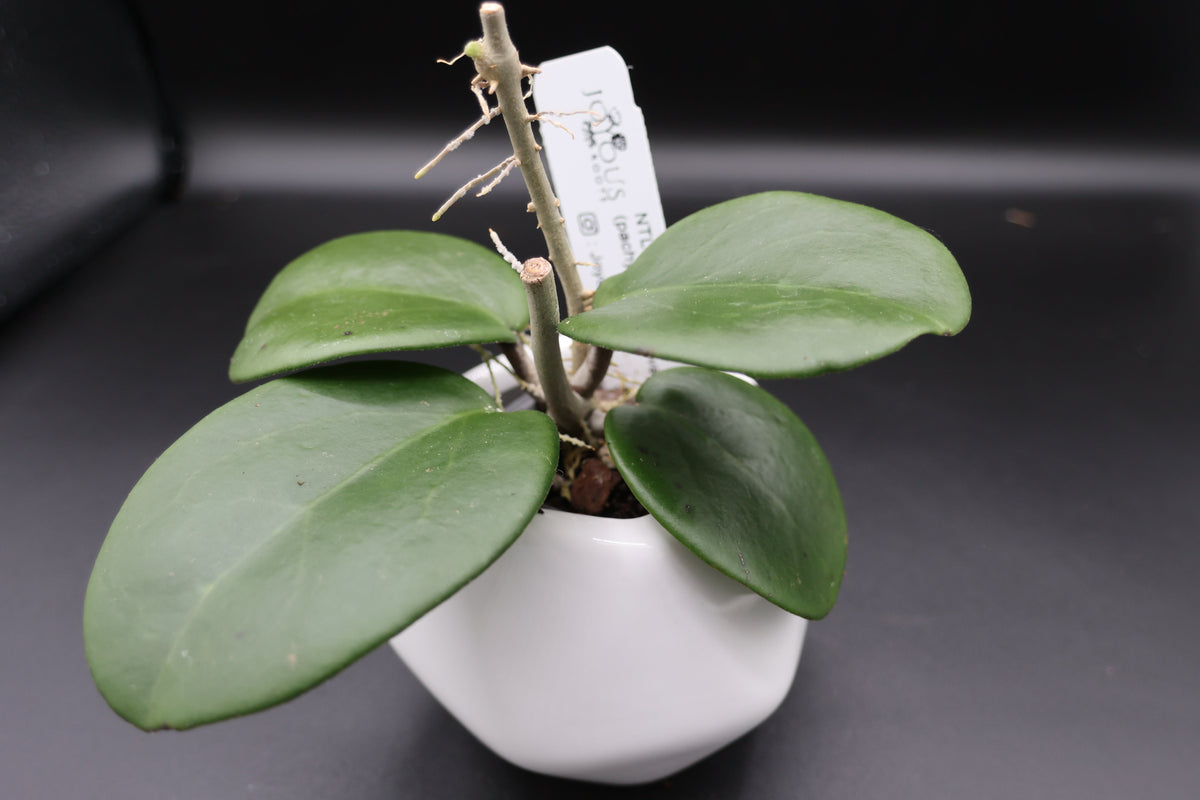 NTLOC013 (pachyclada x obovata) -WE-639