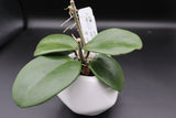 NTLOC013 (pachyclada x obovata) -WE-639