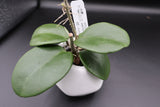 NTLOC013 (pachyclada x obovata) -WE-639