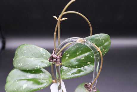 sp. Tanggamus (Round Leaf) -WD-465
