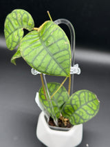 callistaphylla ‘Obsidian’ -WD-819